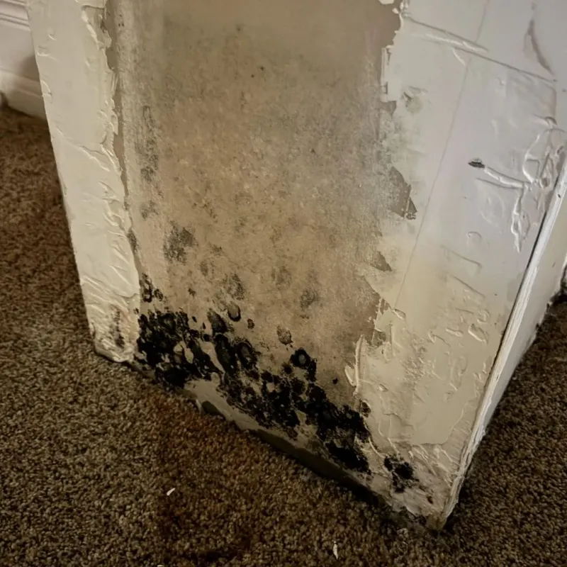 Professional Mold Removal in Tucker County, WV